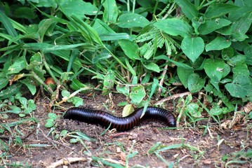 African huge centipede