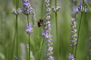 Biene Lavendel