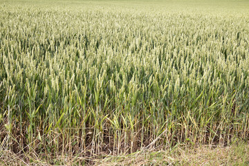 Spring wheat field