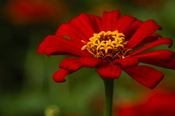 The blossoming gerbera jamesonii flowers closeup in garden 