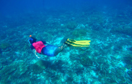 Snorkeling with sea turtle. Ocean landscape with coral reef, seaweed, nautical fauna.
