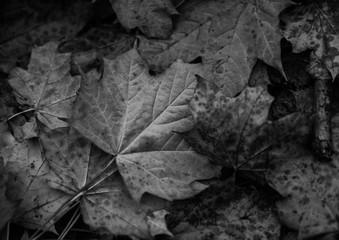 Leaf Litter