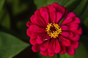 Fototapeta premium The blossoming gerbera jamesonii flowers closeup in garden 