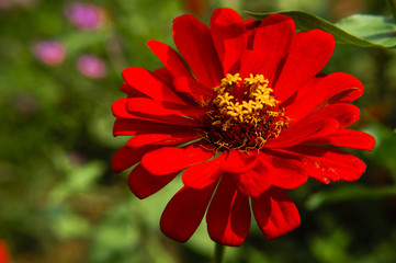 The blossoming gerbera jamesonii flowers closeup in garden 
