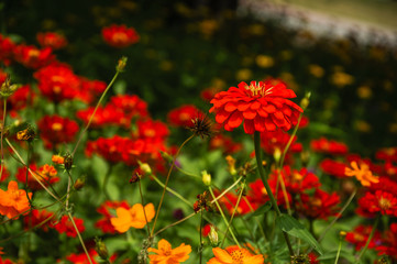 The blossoming gerbera jamesonii flowers closeup in garden 