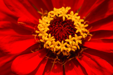 The blossoming gerbera jamesonii flowers closeup in garden 