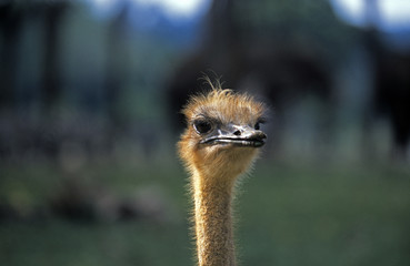 ostrich
