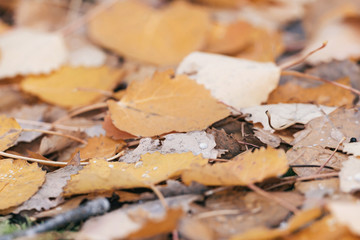 Closeup of colorful yellow aspen leaves during a rainy autumn da