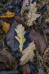 Опавшие листья после дождя#3