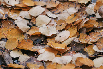 Closeup of wet colorful aspen leaves during a rainy autumn day