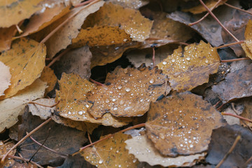 Closeup of wet colorful aspen leaves during a rainy autumn day