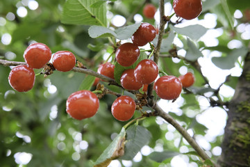 Sour cherries