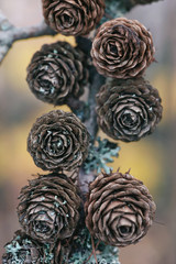 Details of a larch tree (Larix decidua) during autumn