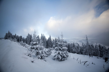 Fototapeta premium Snow covered trees in the mountains