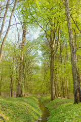 Water trench in the forest