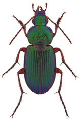 Dinodes decipiens ground beetle