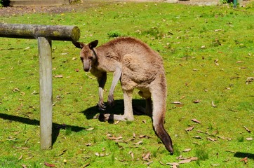Кенгуру