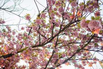 Spring Cherry blossoms, pink flowers.