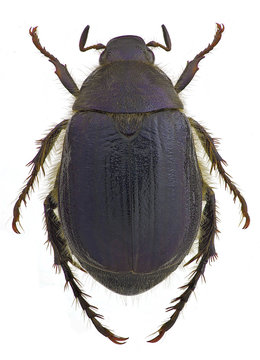 Anomala devota, a scarab from Europe