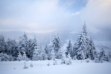 Fototapeta premium Snow covered pine forest in the mountains