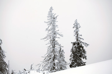 Snow covered trees in the mountains