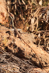 Australian lizard