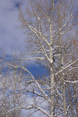 Bare winter aspens with snowshow hikers