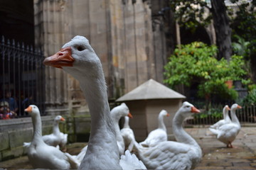 Swans in courtyard