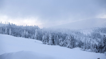 Fototapeta na wymiar Snow covered pine forest in the mountains