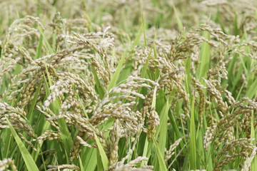 Obraz premium Rice field