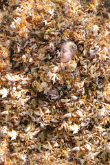 Cute Young Child Laying in Pile of Fall Leaves