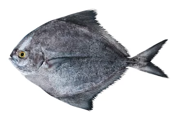 Photo sur Plexiglas Poisson black fish