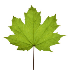 Acer platanoides