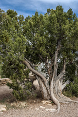 Fototapeta na wymiar Gnarly tree in Grand Canyon, Arizona