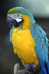 blue n yellow parrot