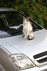 Cat sitting on silver car hood