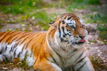 Молодой уссурийский тигр лежит на траве