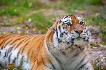 Молодой уссурийский тигр лежит на траве