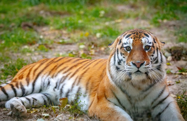 Plakat Молодой уссурийский тигр лежит на траве