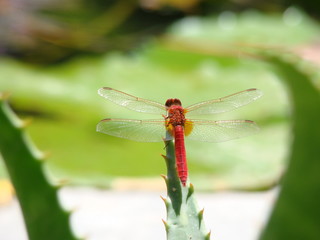 red dragonfly in nature