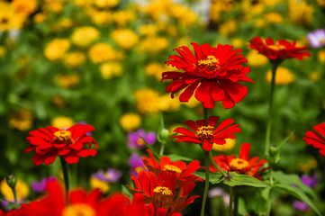 The blossoming gerbera jamesonii flowers closeup in garden 
