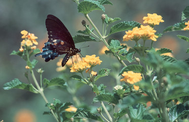 swallowtail bfly