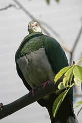 white face cuckoo dove