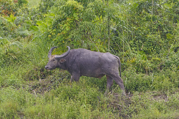 Water Buffalo in the Wilds