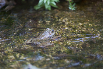 Frog Keeping Cool