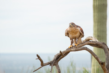 Hawk 3