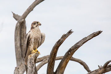 Falcon 1