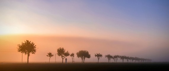 Bäume am Straßenrand im Nebel