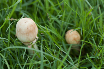 Close up white mushrooms in the rainy season.