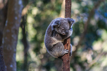 Naklejka premium Koala